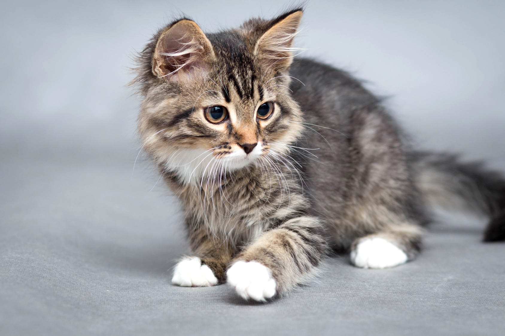 photo de chat
